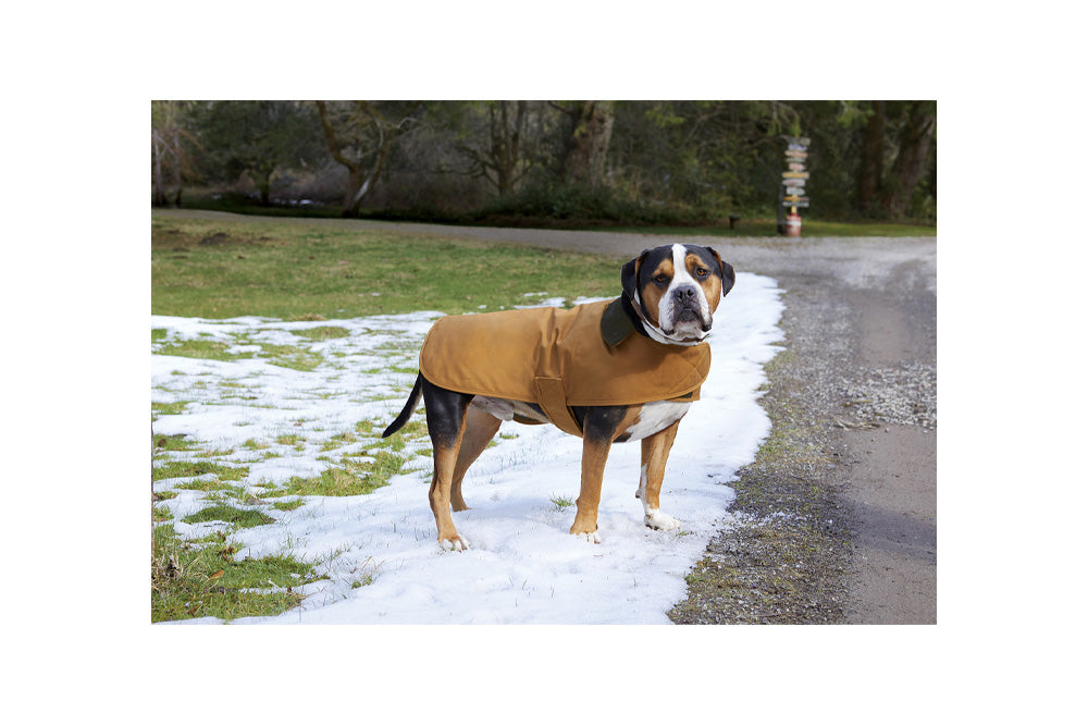 Go Boldly Carhartt Dog Chore Coat
