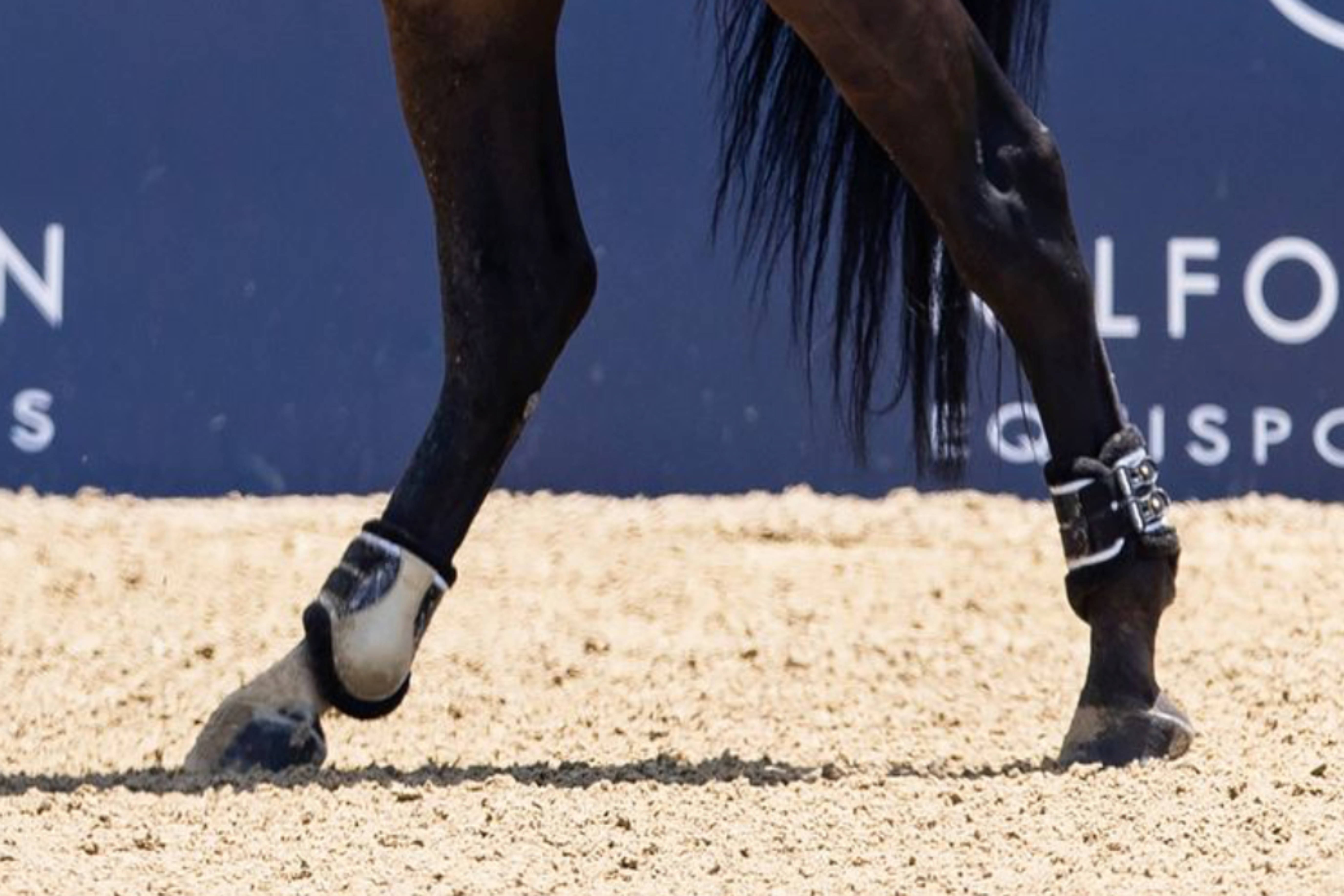 Custom Equifit D-teq Hind Boot