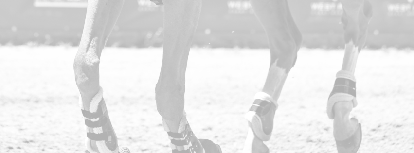 Horse Apparel
